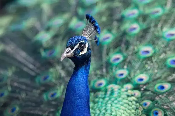 What Is The Lifespan Of Peacock?
