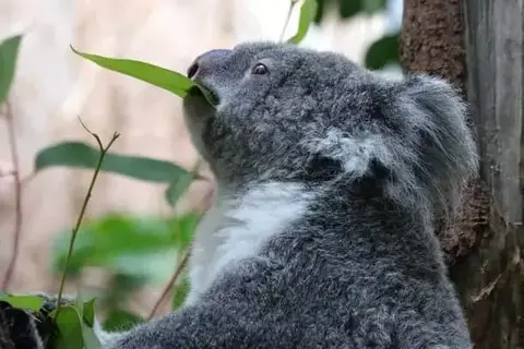 What Is The Koala Bear Diet?