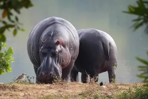 What Is The Lifespan Of Hippo?