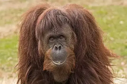 How Is Orangutan Strength And Dangerous?