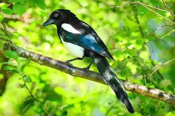 Interesting Magpie Facts