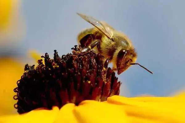 What Is The Structure Of Honey Bees Eyes?