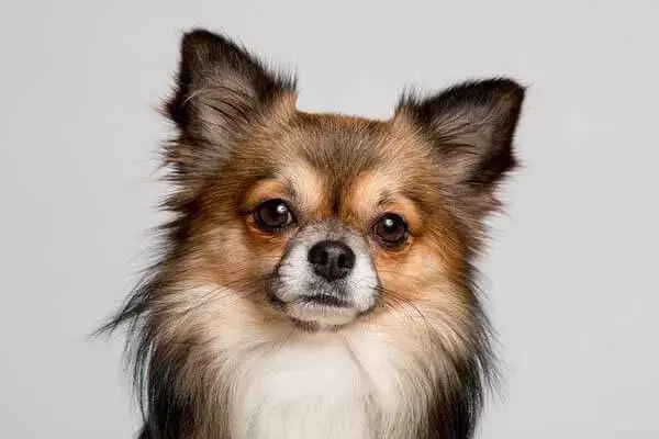 Chihuahua Dog Lifespan