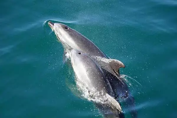 Facts About Dolphin Babies