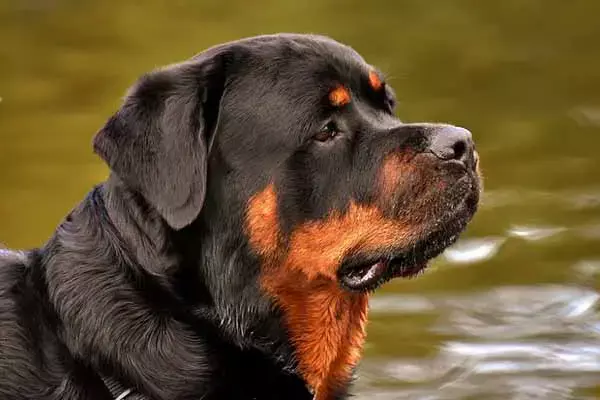 Fun Facts About Rottweiler