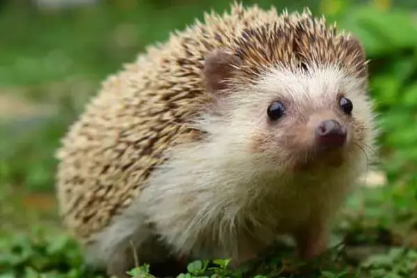 What Do Hedgehogs Eat In The Wild And At Home?