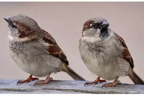 What Do Sparrows Eat In The Wild?