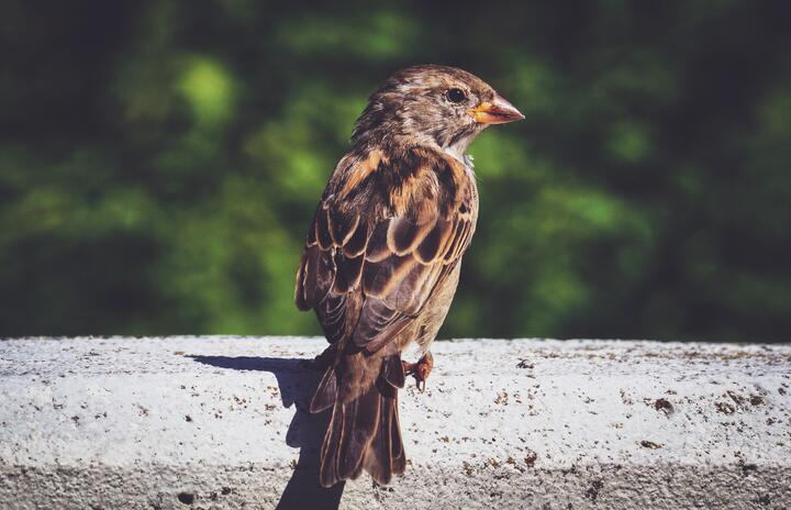 Photo by Susanne Jutzeler, suju-foto  on pexels