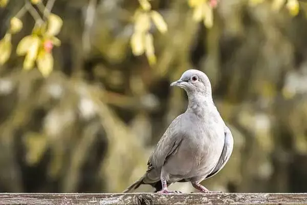 What Do Doves Eat In The Wild And At Home?