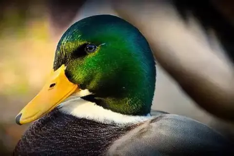 What Do Ducks Eat In A Pond?