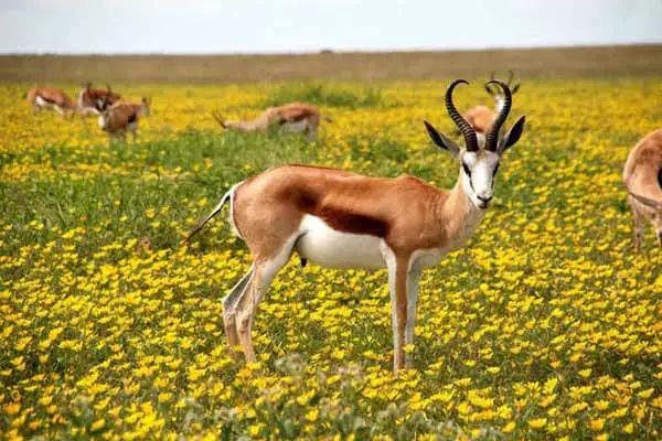 What Do Antelopes Eat?