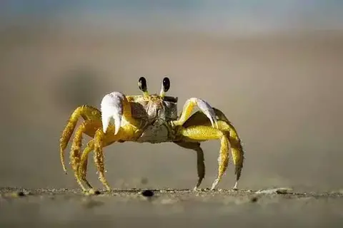 What Do Crabs Eat In The Ocean?