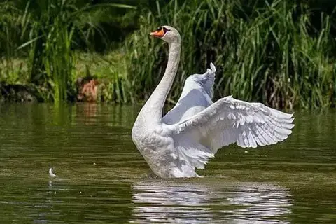 What Do Swans Eat In The Wild And At Home?