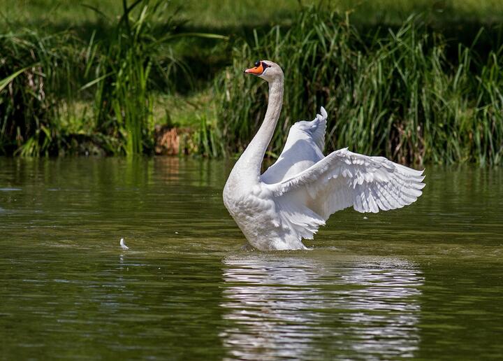 Photo by Pixabay on pexels