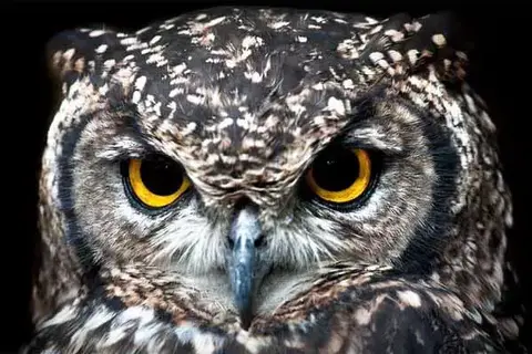 What Do Owls Eat In The Wild And At Home?