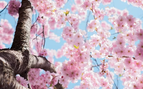 Top 6 Scents for a brighter spring time