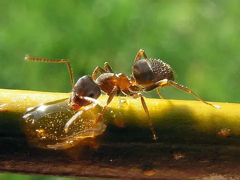 The Ant Carousel: Why Do Insects Go In Circles?